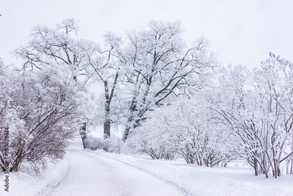 Winter forest. Trees in the snow. Trees in the hoarfrost. Winter. Snow day. Snow falls asleep tree branches.