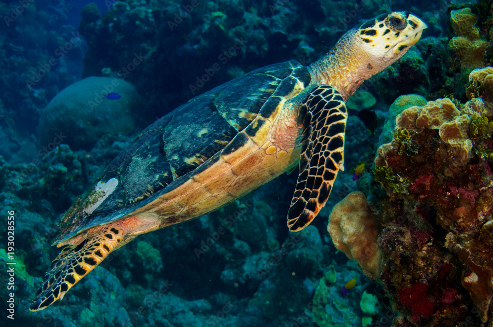 Hawksbill Turtle Hawksbill Turtle