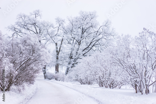 Winter forest. Trees in the snow. Trees in the hoarfrost. Winter. Snow day. Snow falls asleep tree branches. © Grispb