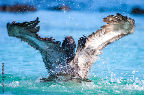 The bird spread its wings. ...