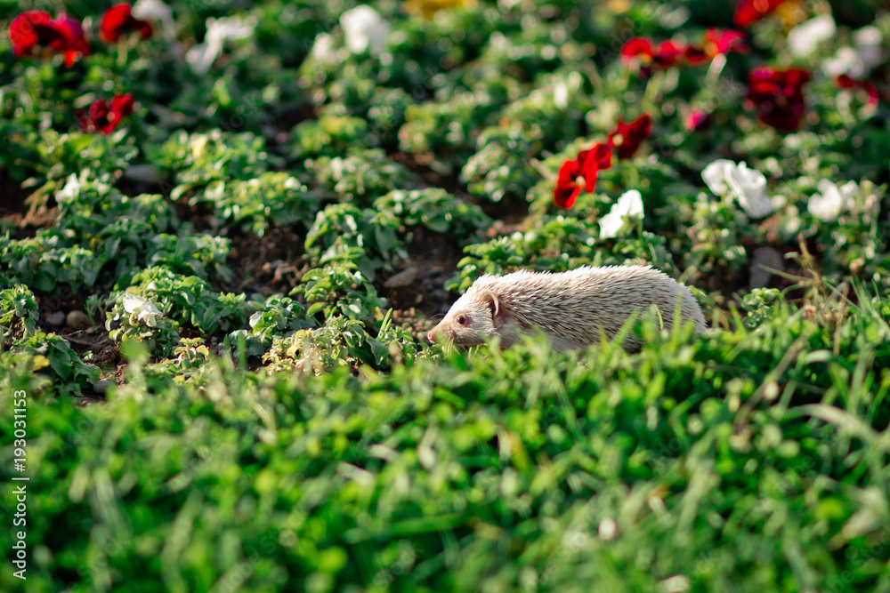 Obraz premium Hedgehog hiding in the grass