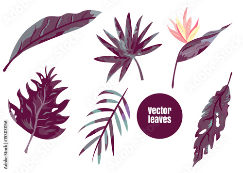 Set of tropical leaves agave, monstera etc.