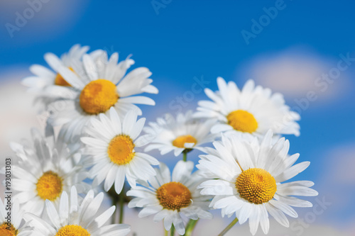 Chamomile among flowers