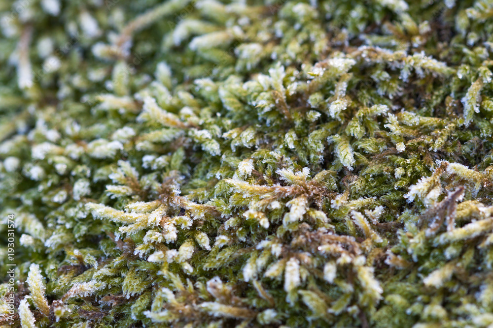 Crystals of frost on the moss Crystals of frost on the moss
