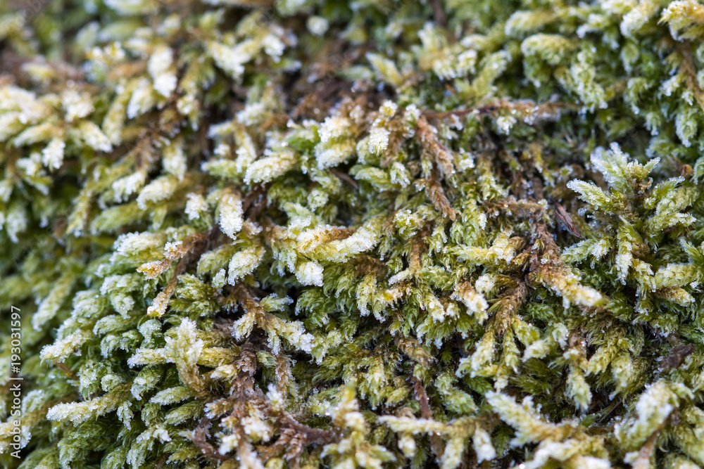 Crystals of frost on the moss Crystals of frost on the moss