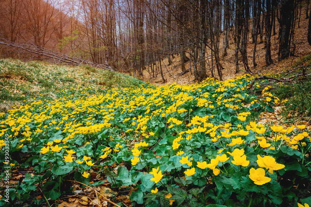 Obraz premium Fantastic carpet of yellow marsh marigold (Caltha palustris) glowing by sunlight. Location place Carpathian, Ukraine, Europe. Beauty world.