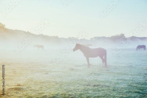 View of pasture with Arabian horse grazing in the sunlight. Beauty world. Soft filter. Warm toning effect.