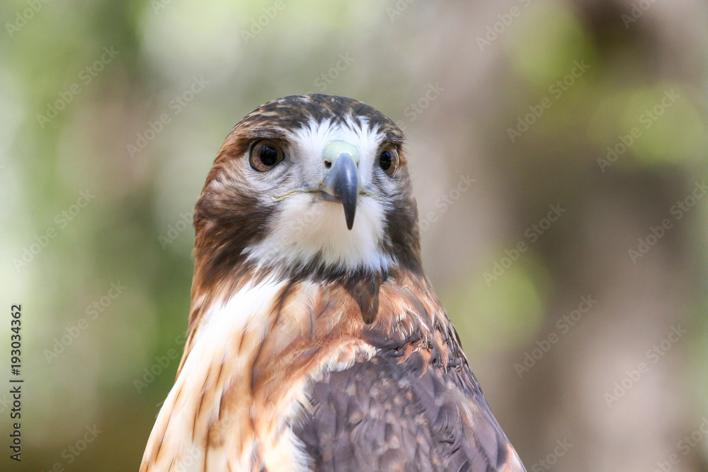 Closeup of a Red-Tailed Hawk Closeup of a Red-Tailed Hawk