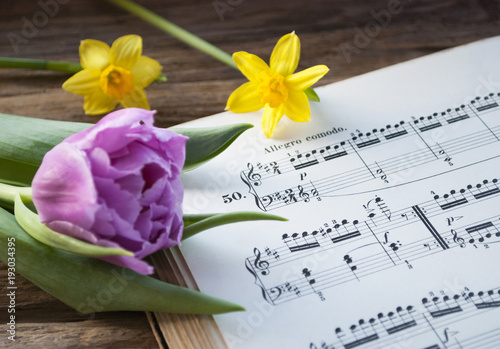 Alte Musiknoten mit lila Tulpe und Narzissen, Narcissus pseudonarcissus, Frühling, Ostern 