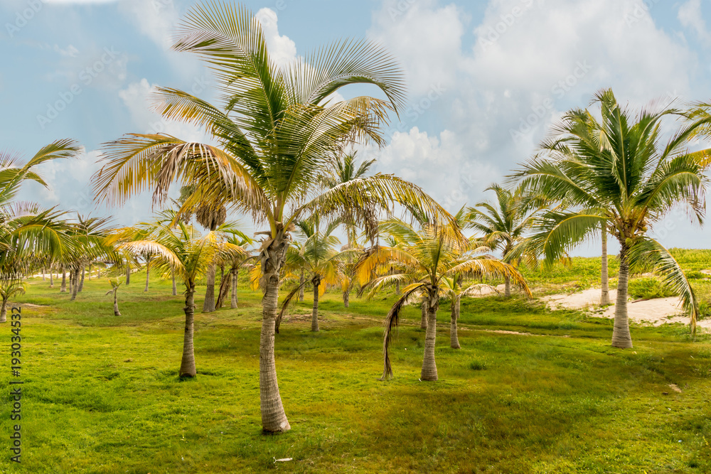 Palm trees against tropical sky