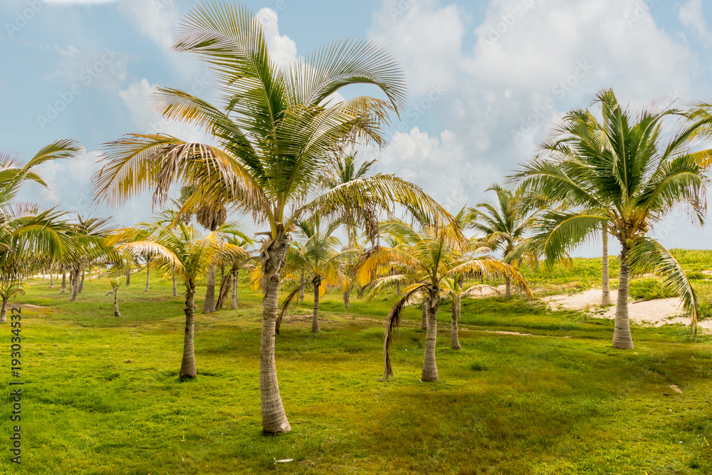 Fototapeta premium Palm trees against tropical sky