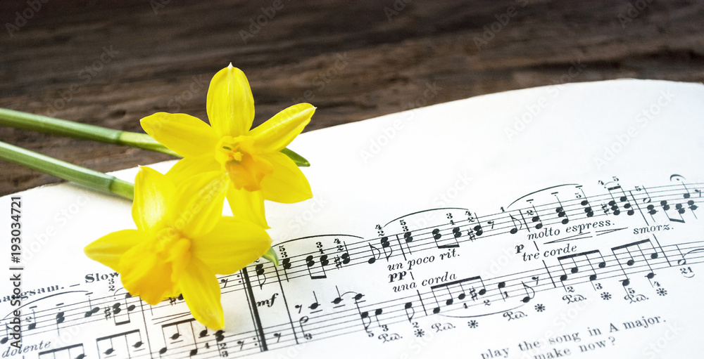 Fototapeta premium Alte Musiknoten mit Osterglocken, Narcissus pseudonarcissus, Frühling, Ostern 