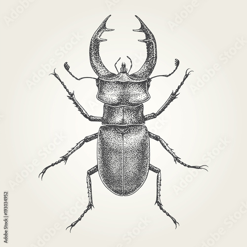 Hand drawn Stag Beetle. Vintage vector illustration