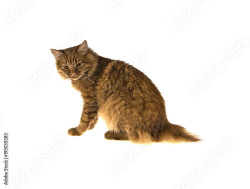 Fototapeta Naklejka Na Ścianę i Meble -  bobtail red cat ginger on isolated white background