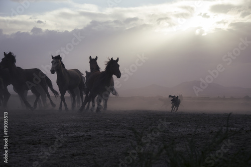 a plain with beautiful horses in sunny summer day in Turkey. Herd of thoroughbred horses. Horse herd run fast in desert dust against dramatic sunset sky. wild horses 