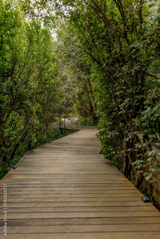A suspended glass, wood and metal bridge in the forest around Johannesburg in South Africa -4 A suspended glass, wood and metal bridge in the forest around Johannesburg in South Africa -4