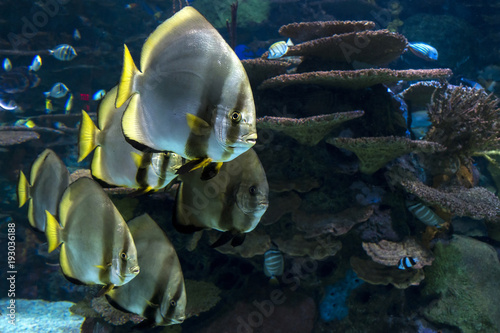 Orbicular batfish (Platax orbicularis) - ocean and sea fish. The group of floating orbicular batfishes.
