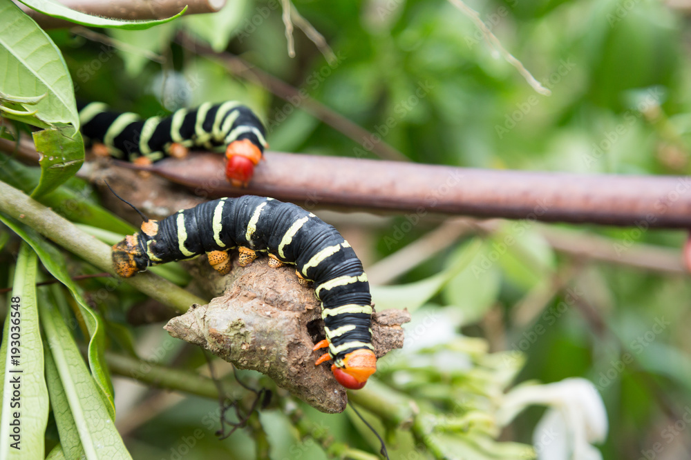 Naklejka premium Caterpillar 