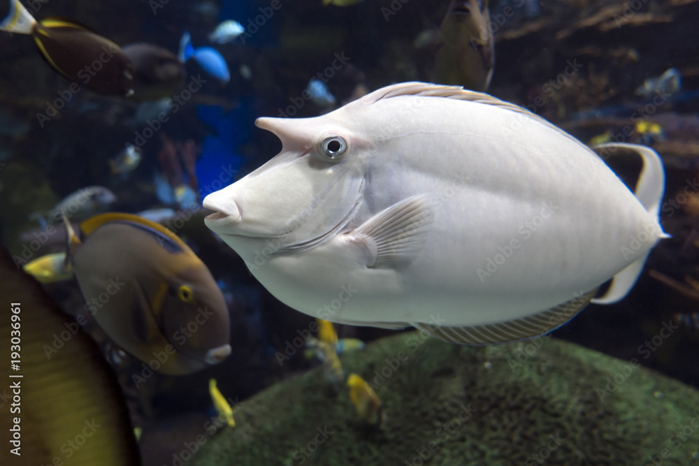 Obraz premium Humpback Unicornfish Naso brachycentron ocean and sea fish