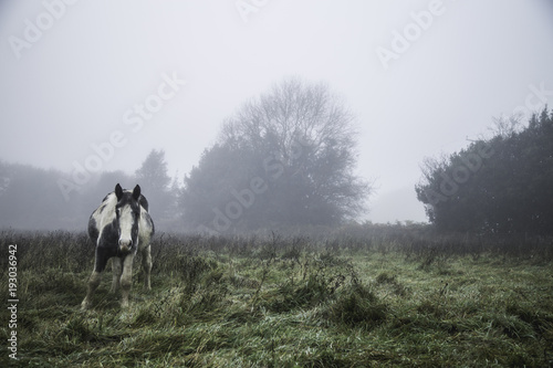Horses in Field © Joshua