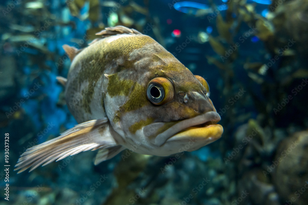 Fototapeta premium Quillback rockfish (Sebastes maliger), Inhabit rocky bottoms and reefs