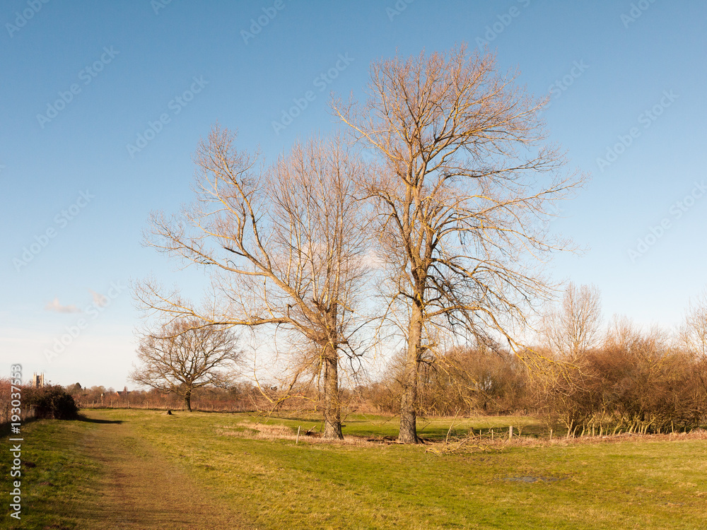 two tall bare branch trees in grassy field spring nature landscape