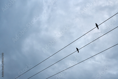 Black birds sitting on electric cable