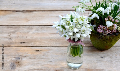 Frühlingsblumen - Schneeglö...