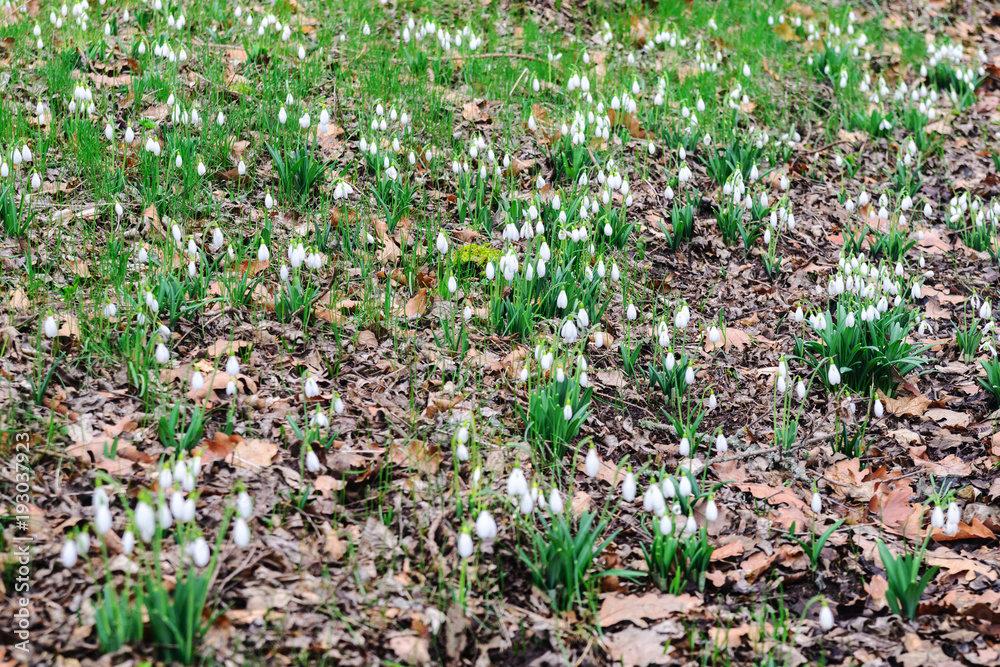 The first spring flowers snowdrops in the forest The first spring flowers snowdrops in the forest