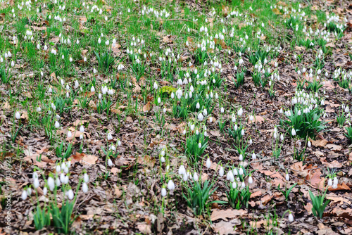 The first spring flowers snowdrops in the forest