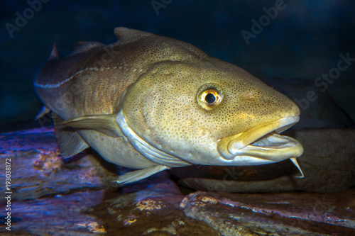 Atlantic Cod, Gadus morhua, portrait,close up photo