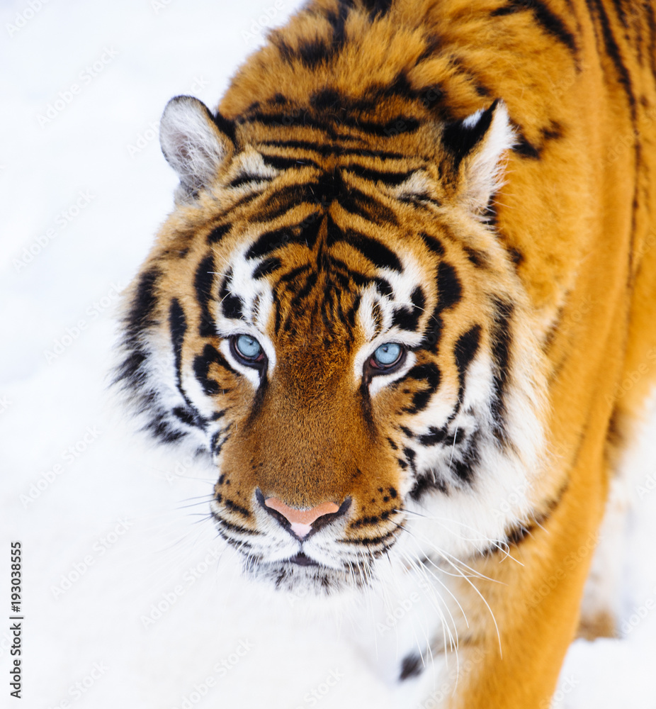 Fototapeta premium siberian tiger on snow