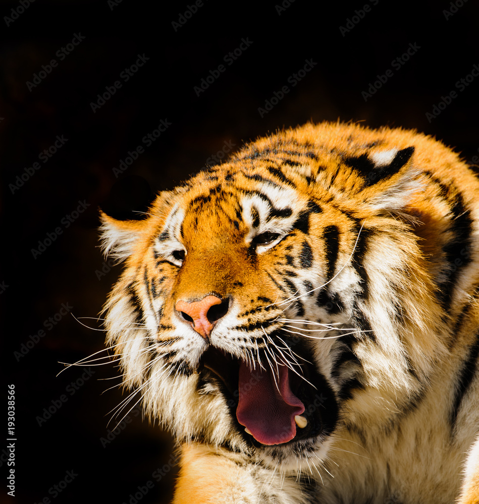 Fototapeta premium siberian tiger on on stones