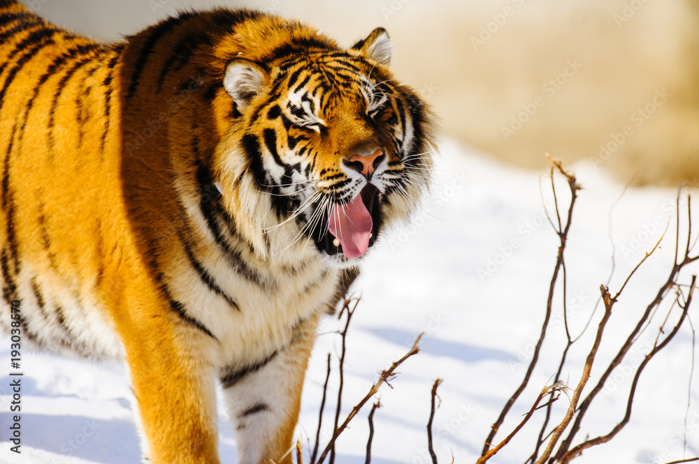Obraz premium siberian tiger on snow