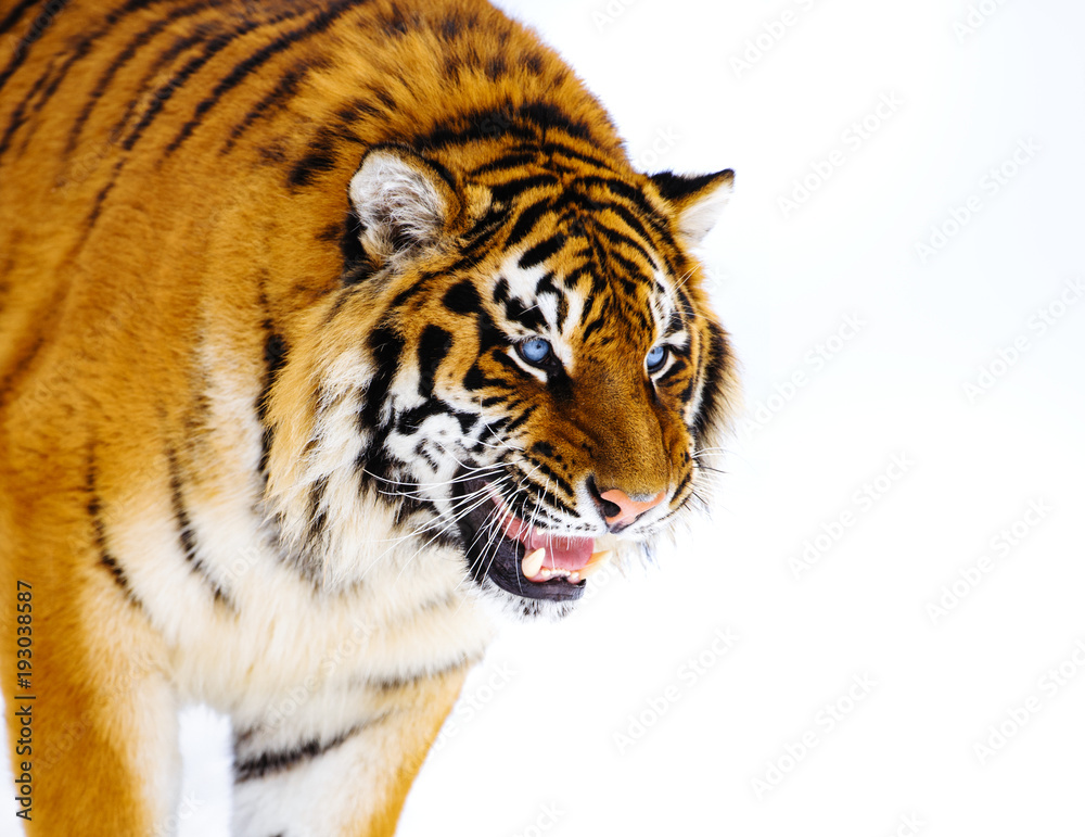 Fototapeta premium siberian tiger on snow