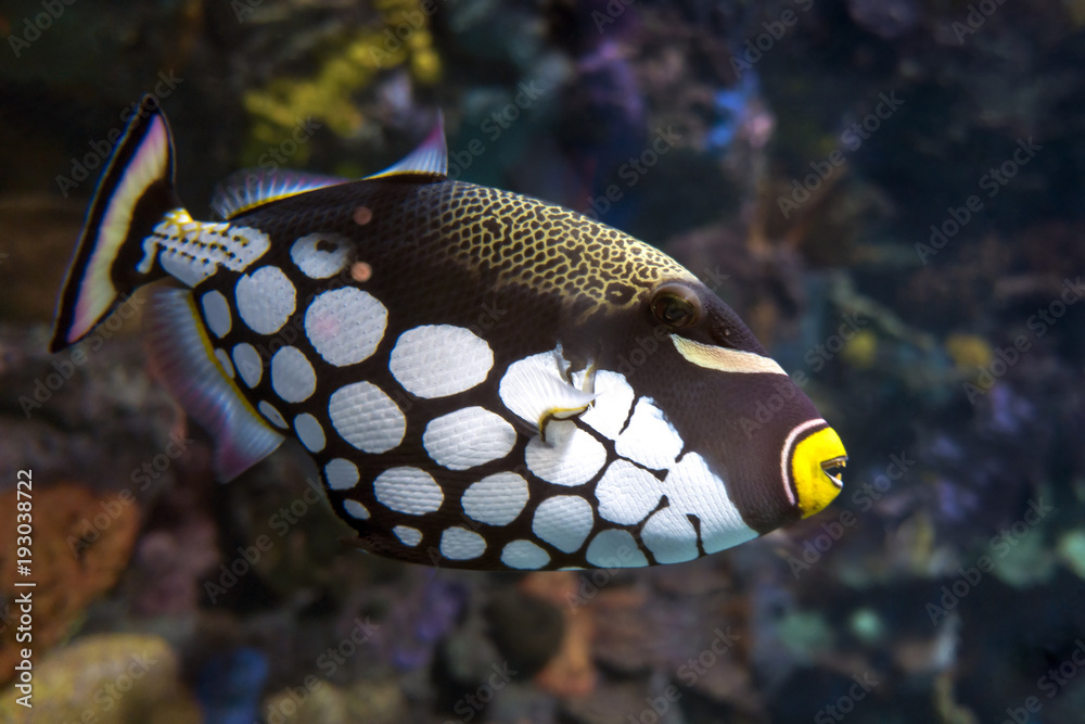 Fototapeta premium Tropical fish Clown triggerfish, Balistoides conspicillum - sea and ocean fish
