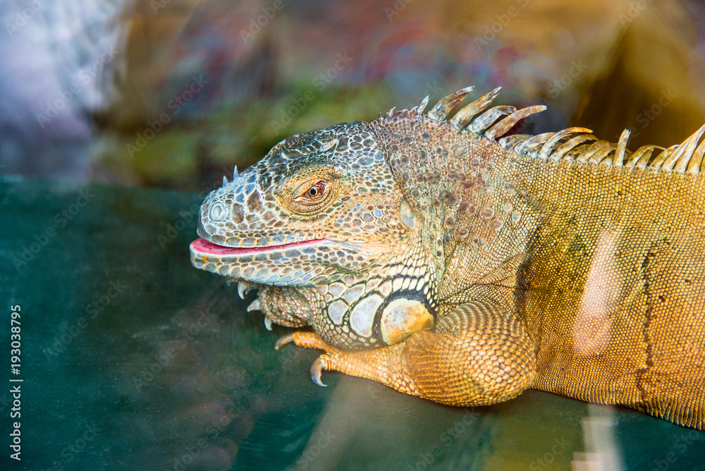 Fototapeta premium the green iguana opened its mouth, closeup
