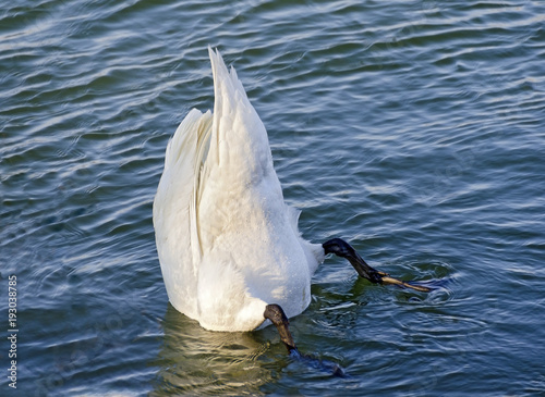 Tauchender Schwan photo