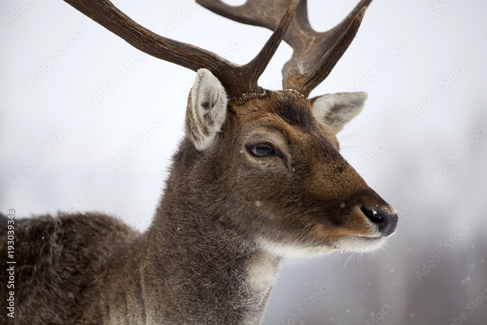 Deer in wintertime Deer in wintertime