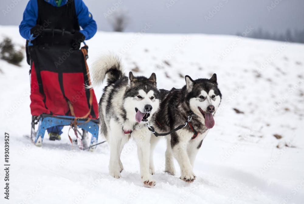 Sledding with husky dogs in Romania