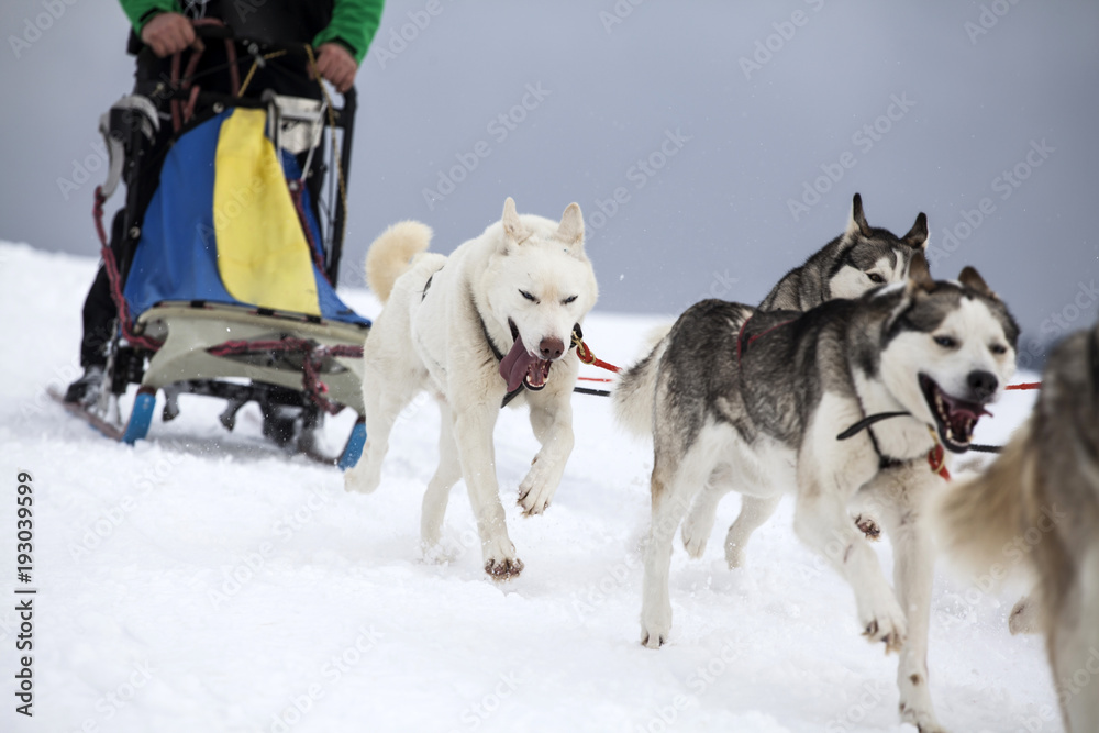 Sledding with husky dogs in Romania