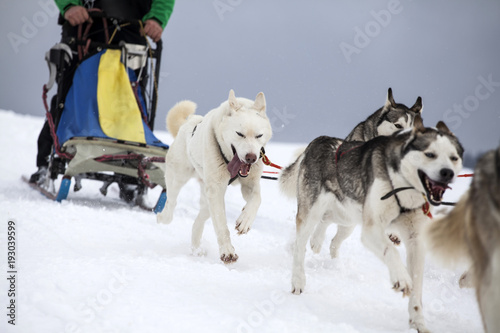 Sledding with husky dogs in Romania