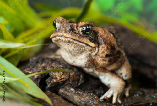 Toad aga in a natural habitat close-up.