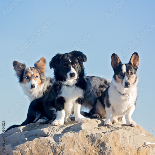 Group of short dogs on rock