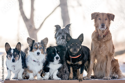 Group of dogs on table