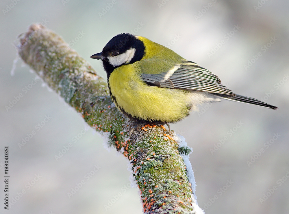 Great Tit in the winter background Great Tit in the winter background