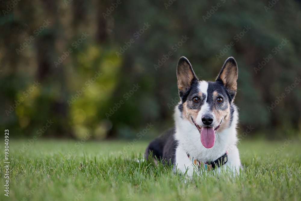 Corgi Corgi