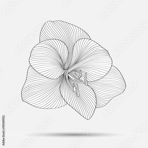 Fototapeta Naklejka Na Ścianę i Meble -  Hand-drawing abstract floral background. Vector flower amaryllis. Element for design.