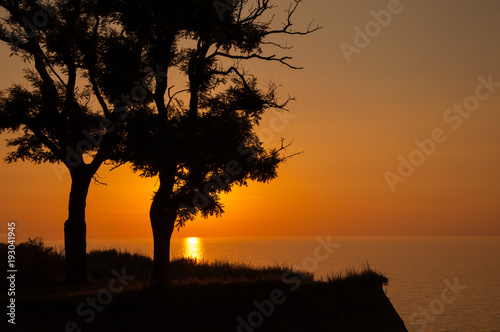 The sun rises behind two tree   s silhouette.