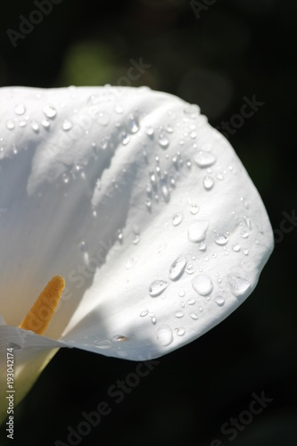 arum